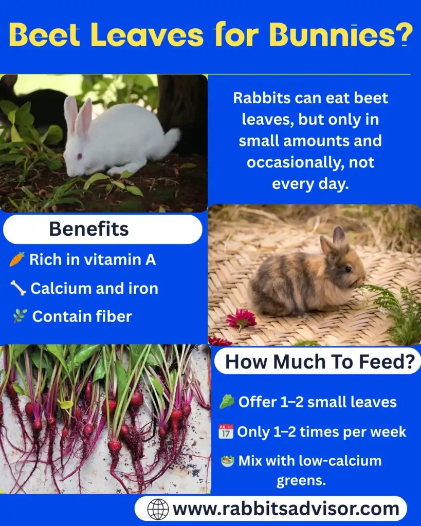 Rabbits Eat Beet leaves