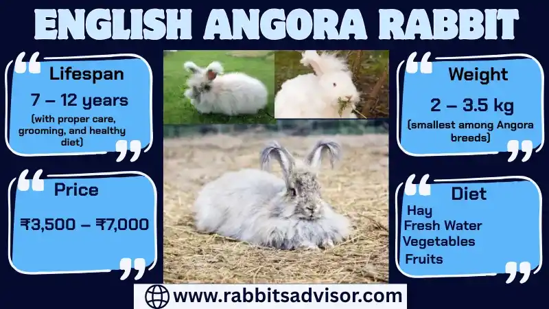 English Angora Rabbit: Lifespan, Colors, Size, Price/Sale, & Facts English Angora Rabbit: Lifespan, Colors, Size, Price/Sale, & Facts