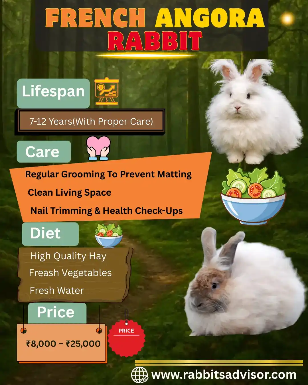 French Angora Rabbit