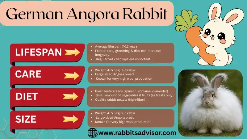German Angora Rabbit Breeder