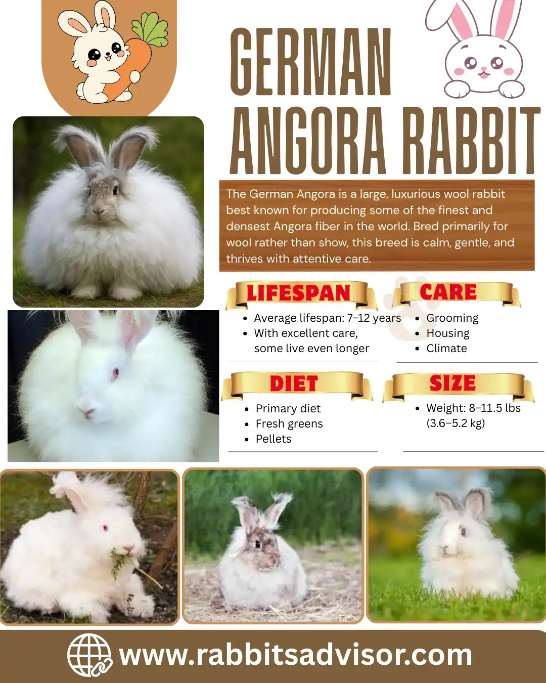 German Angora Rabbit