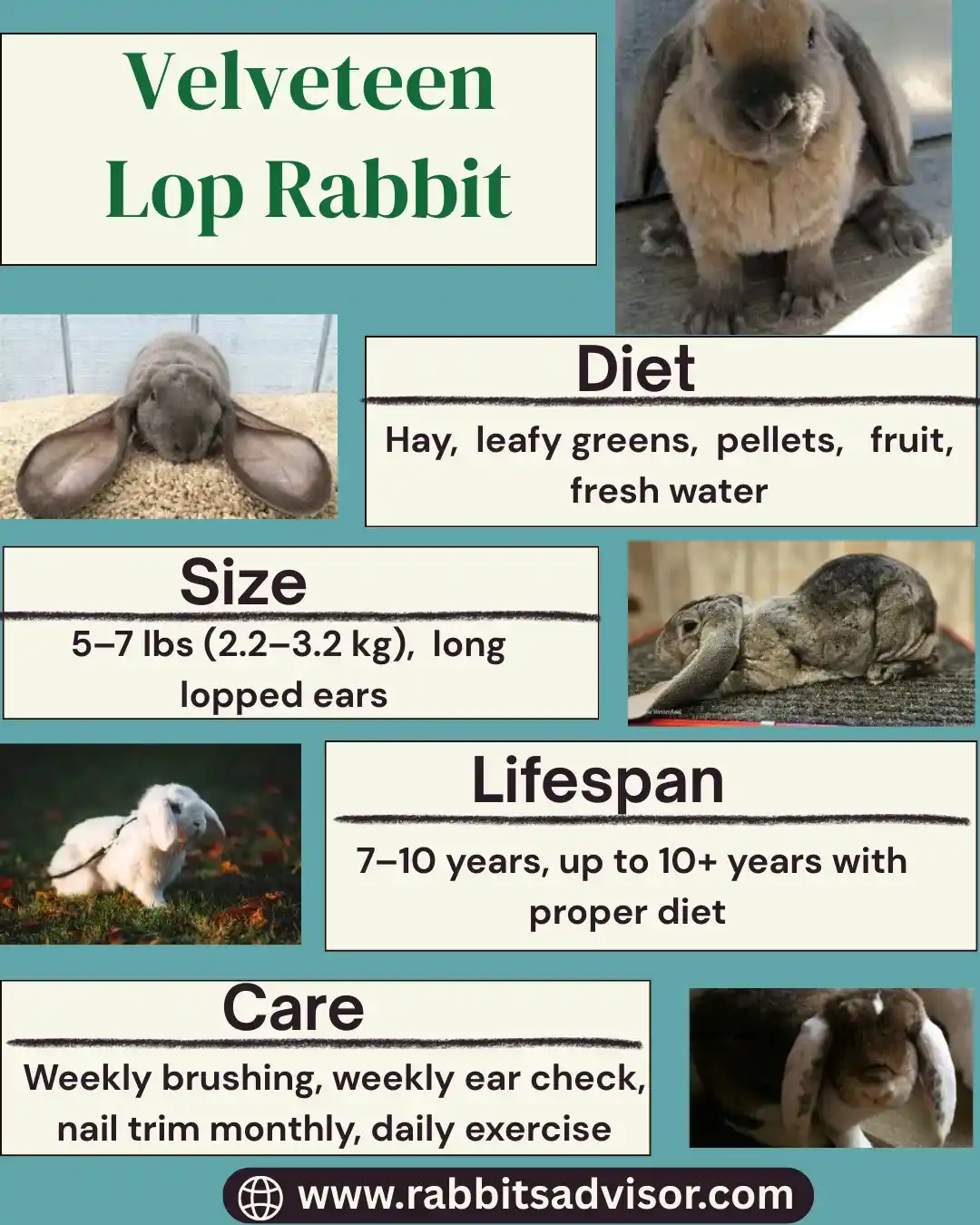 Velveteen Lop Rabbit Breeder