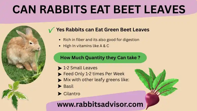 can rabbits eat beet leaves