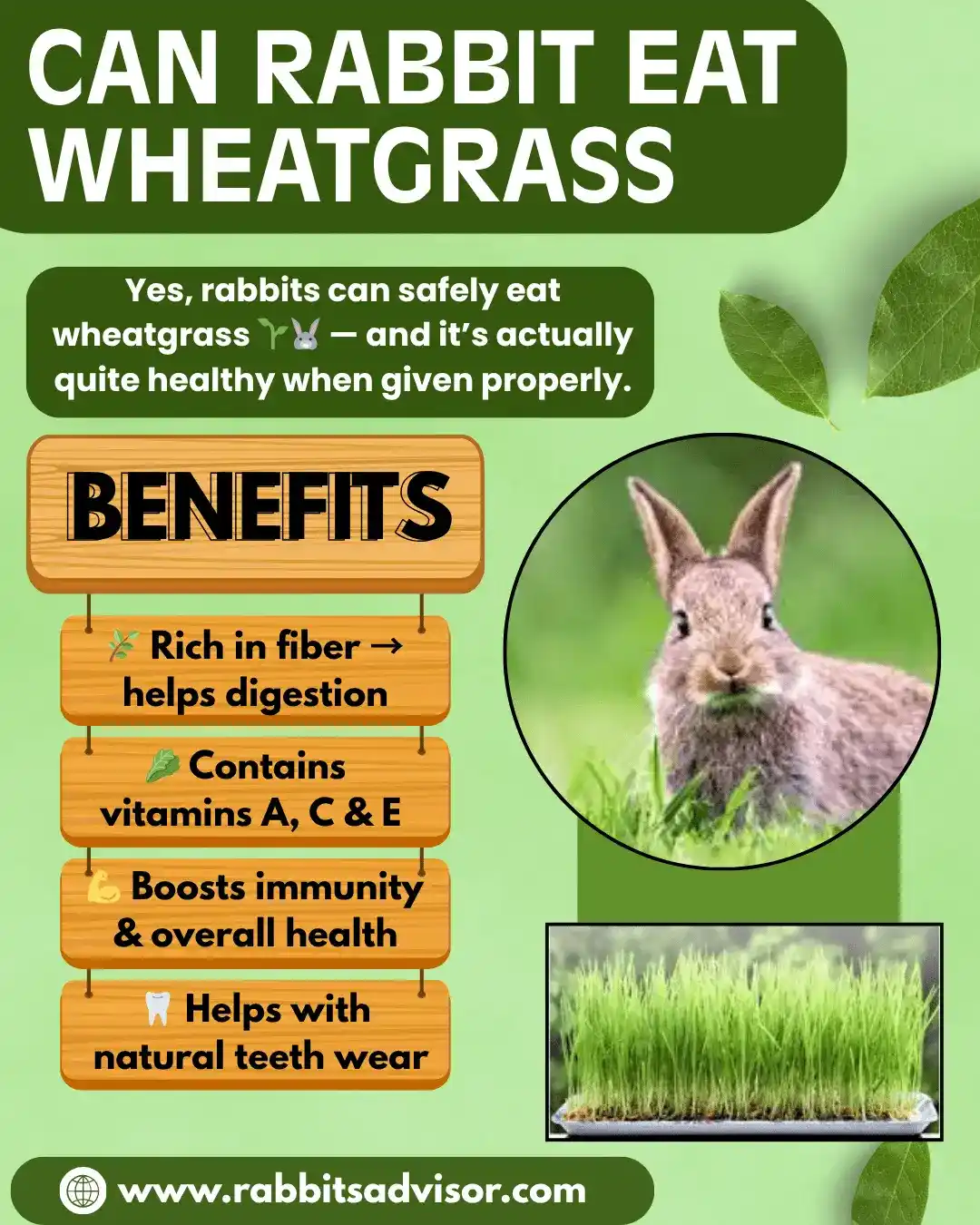 Rabbit Eat Wheatgrass