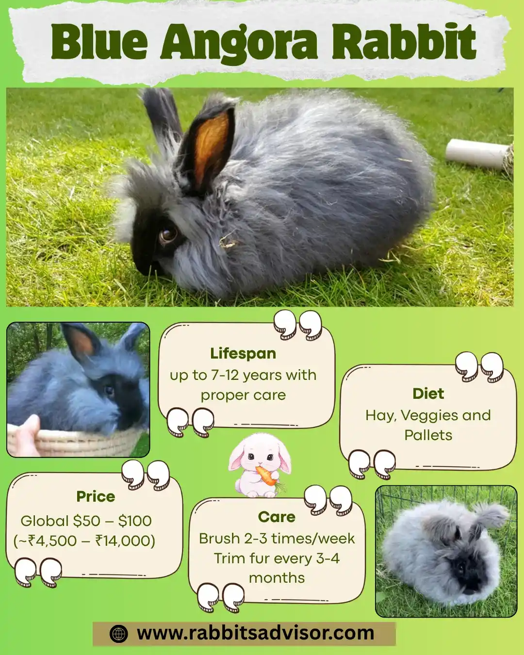 Blue Angora rabbit