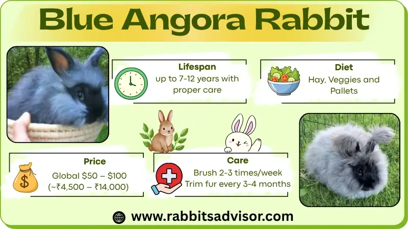 Blue Angora Rabbit: Lifespan, Diet, Care, Size and Facts Blue Angora Rabbit: Lifespan, Diet, Care, Size and Facts