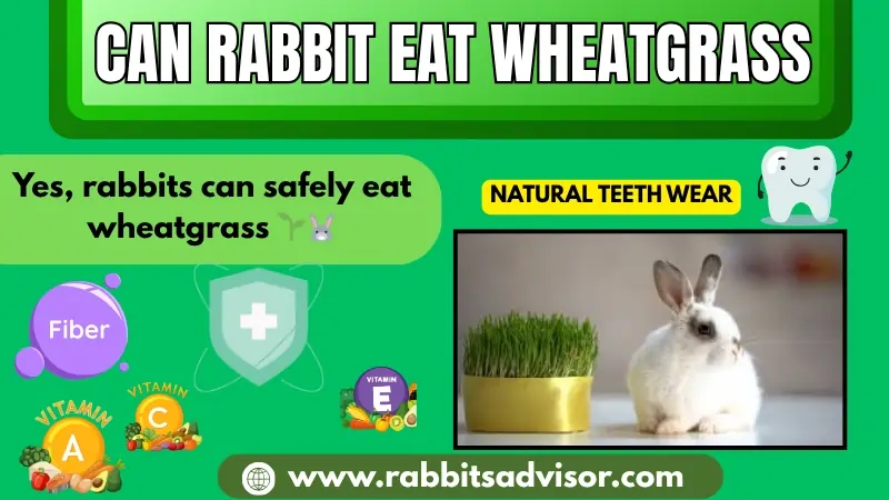 Can Rabbit Eat Wheatgrass