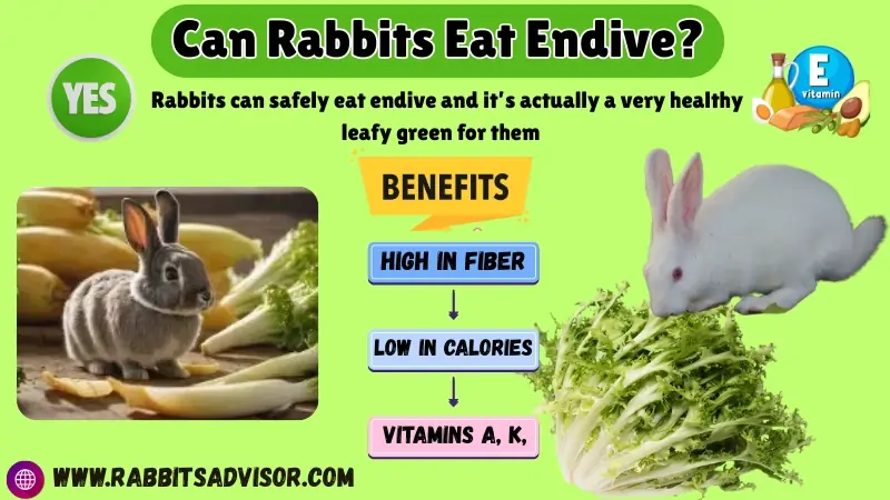 Can Rabbits Eat Endive? Benefits, Risks, Serving Tips & FAQs