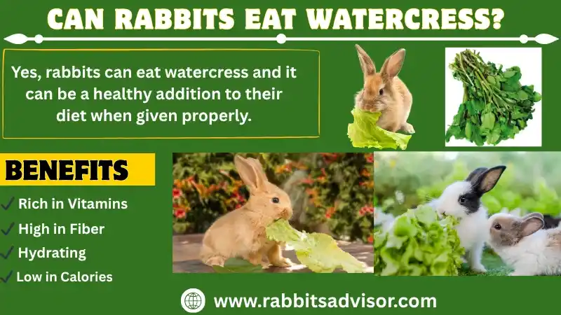 Can Rabbits Eat Watercress