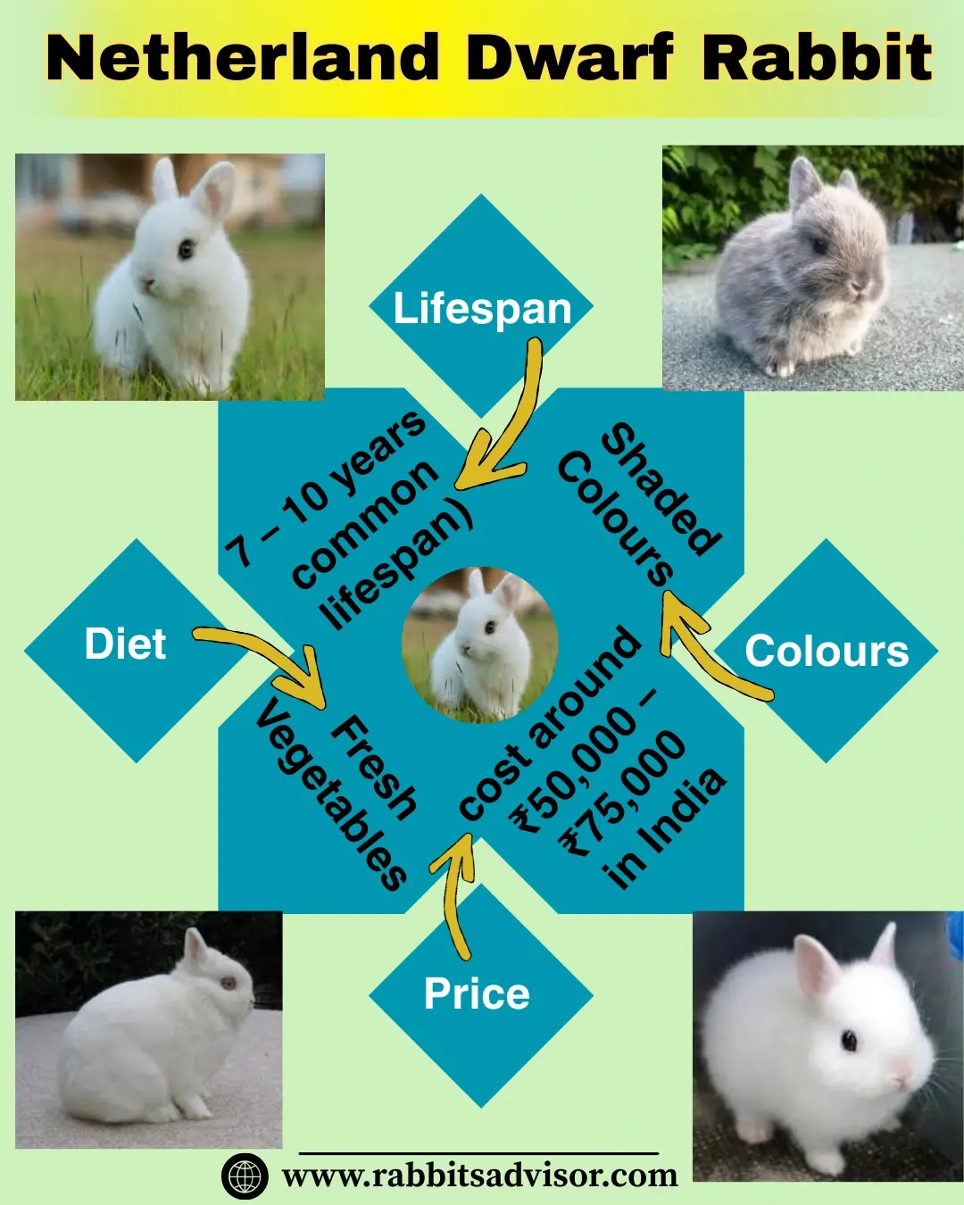 Netherland Dwarf Rabbit Breeder