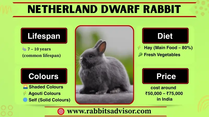 netherland dwarf rabbit