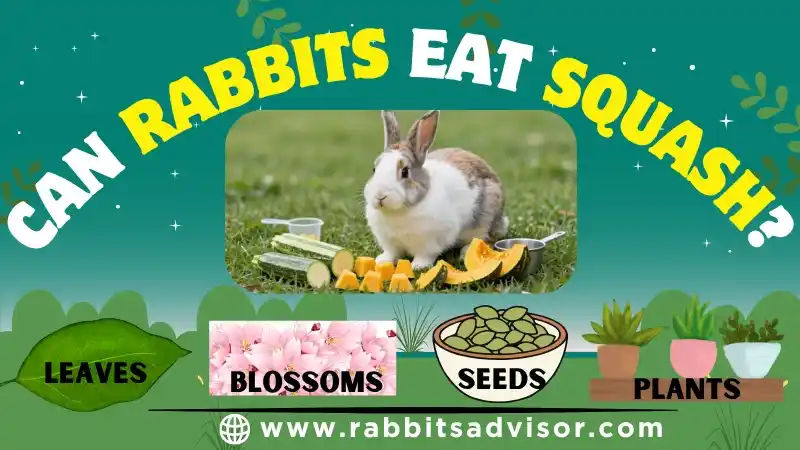 Can Rabbits Eat Squash (Butternut & Yellow)? Leaves, Blossoms, Seeds, & Plants Can Rabbits Eat Squash (Butternut & Yellow)? Leaves, Blossoms, Seeds, & Plants