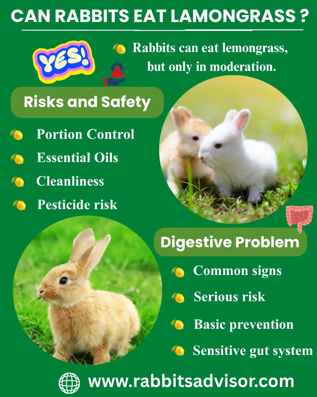 Can Rabbits Eat Lamongrass