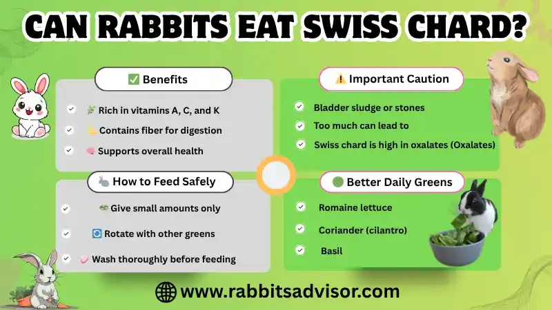 Can Rabbits Eat Swiss Chard? Stems, Seeds, Leaves, & Plants Can Rabbits Eat Swiss Chard? Stems, Seeds, Leaves, & Plants