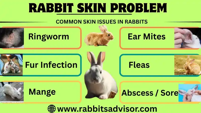 Skin Diseases in Rabbits: Causes, Symptoms, Treatment, & Prevention