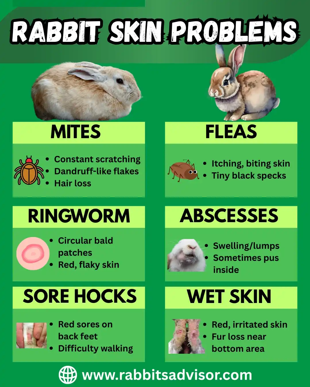 Rabbit skin diseases