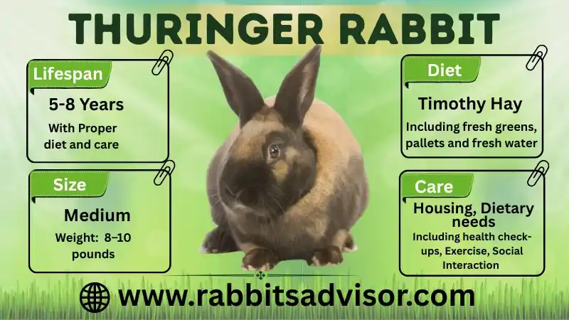 Thuringer Rabbit