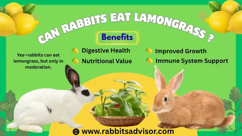 Can Rabbits Eat Lemongrass? Safe or Harmful