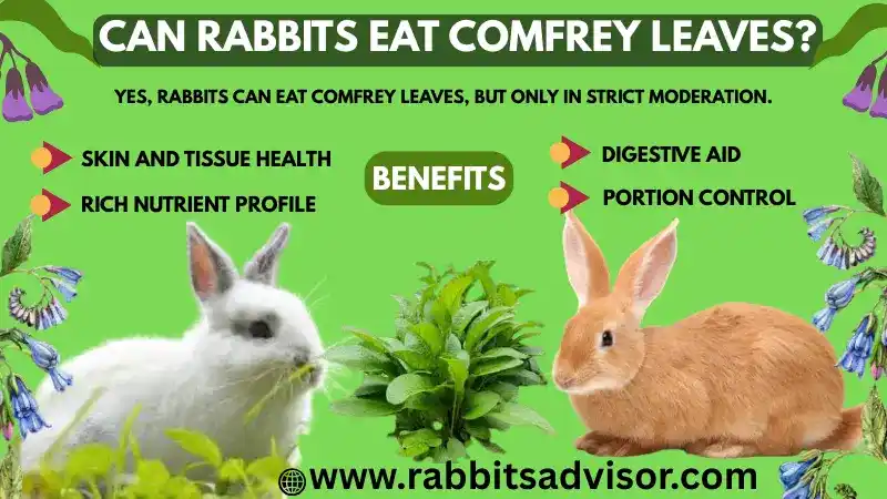 Can Rabbits Eat Comfrey Leaves