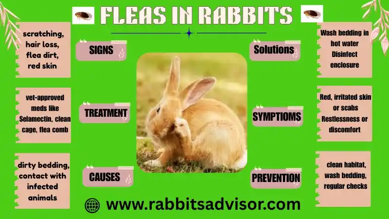Fleas In Rabbits