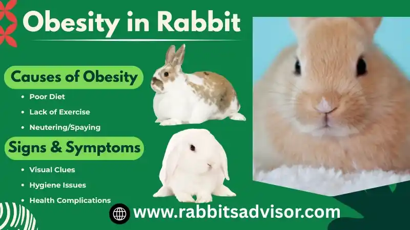 Obesity in rabbit