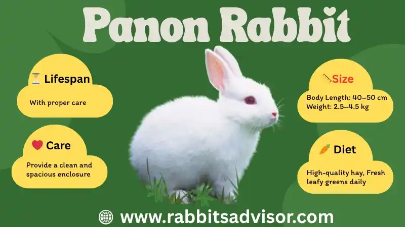 Panon Rabbit: Lifespan, Diet, Care, Habitat, and Facts