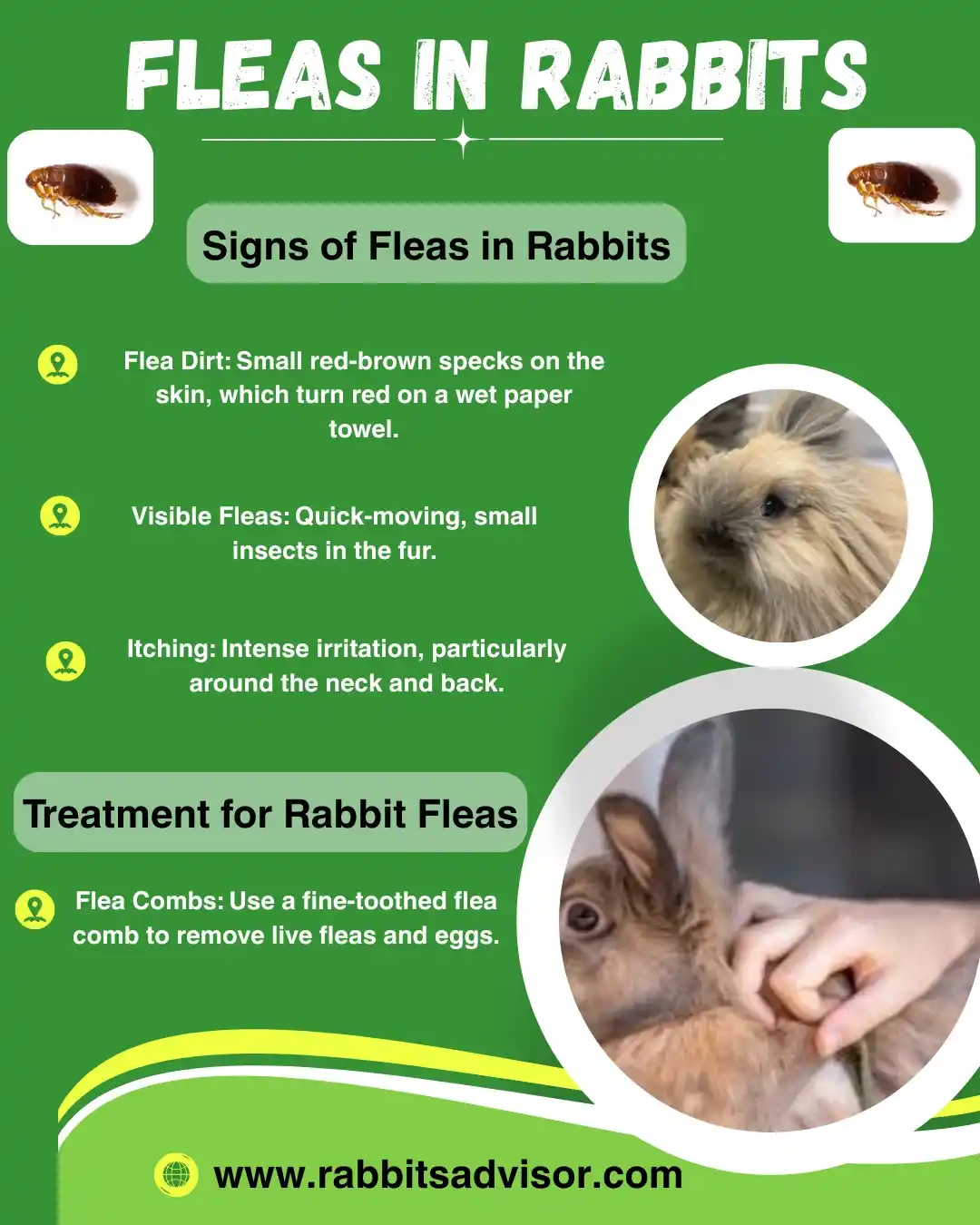 flea infestation in rabbits