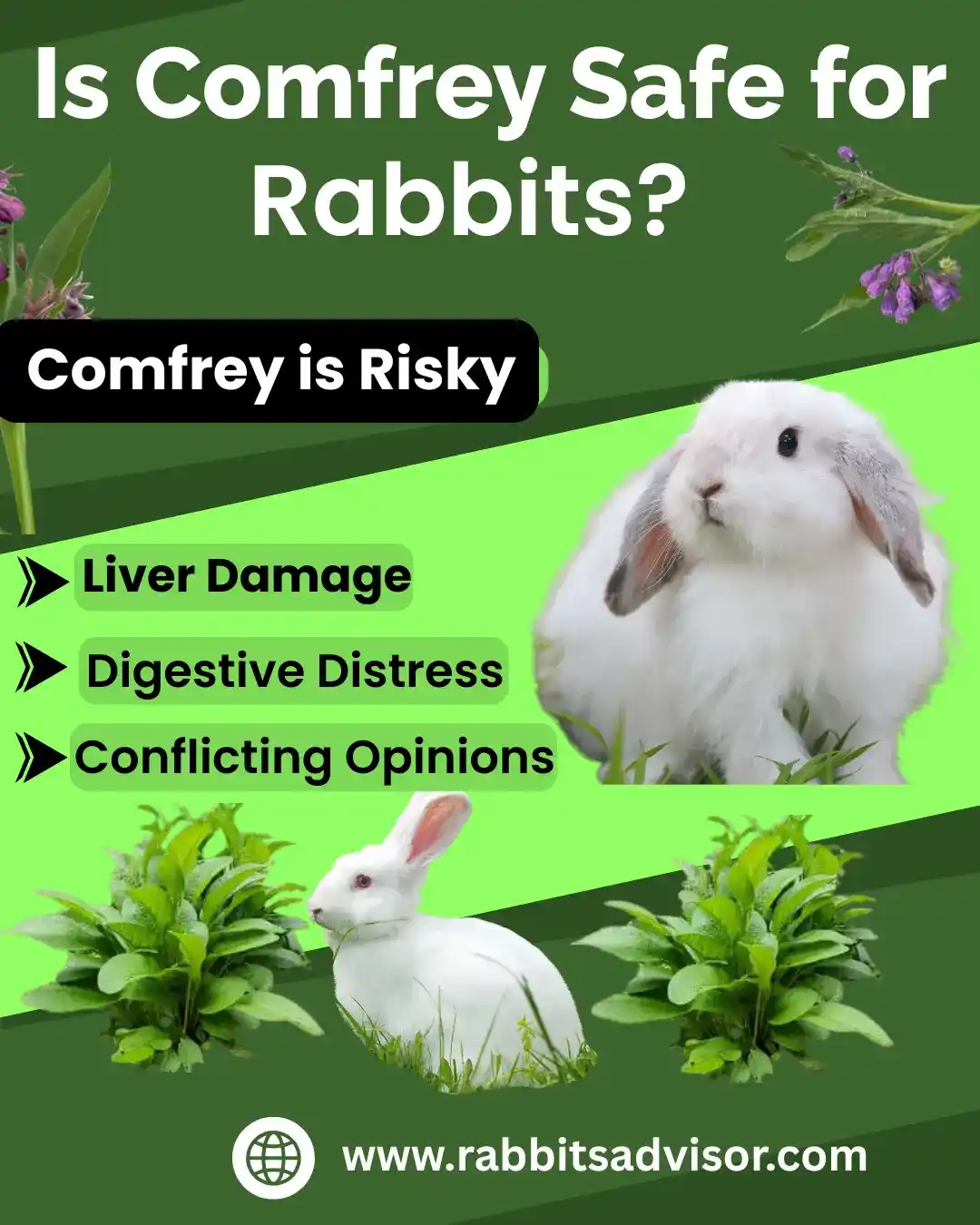 is comfrey safe for Rabbits