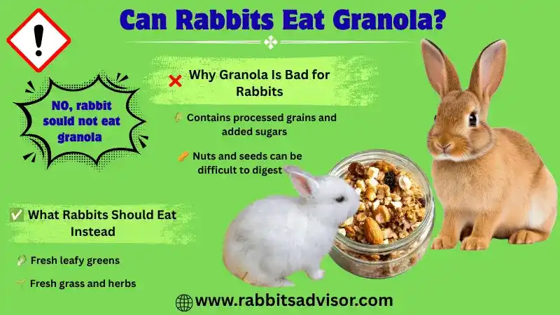 Can Rabbits Eat Granola? Safe or Harmful Can Rabbits Eat Granola? Safe or Harmful