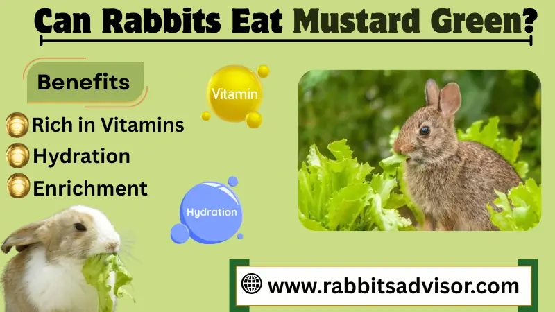 Can Rabbits Eat Mustard Greens? Safe or Harmful