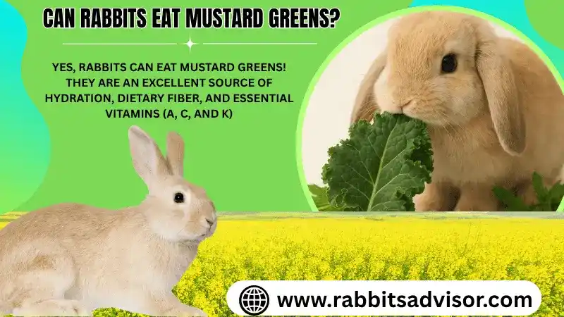 Can Rabbits Eat Mustard Greens? Safe or Harmful