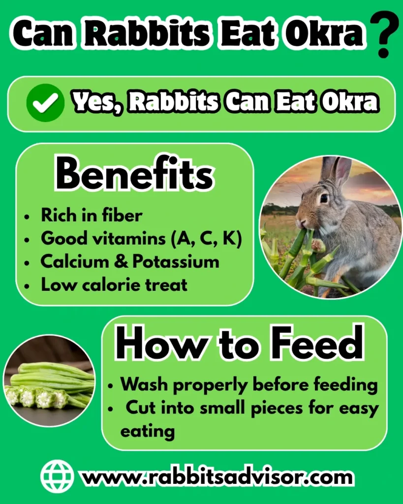 can rabbits eat okra