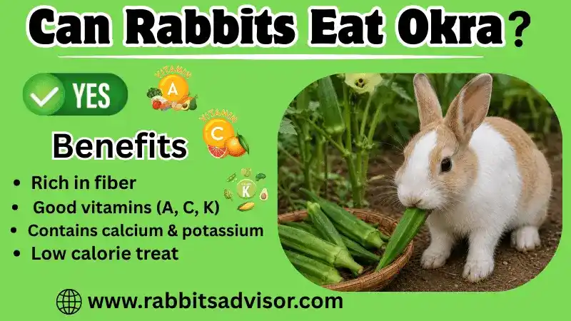 can rabbits eat okra