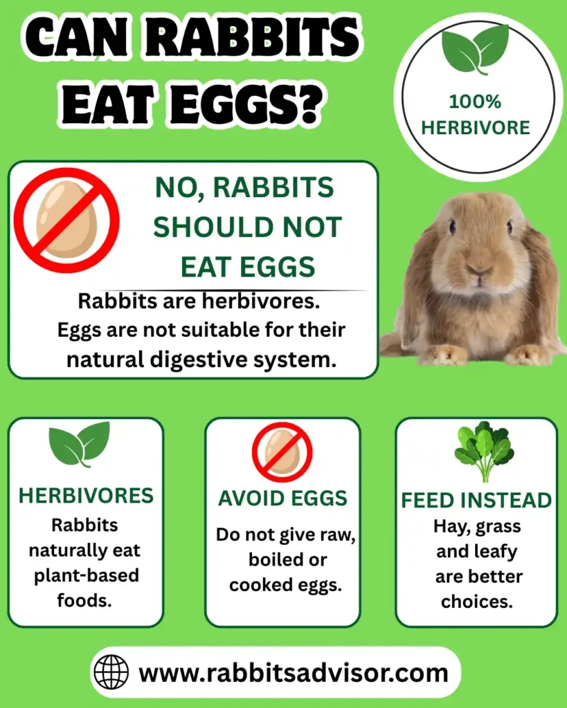 Can Bunny Eats Eggs