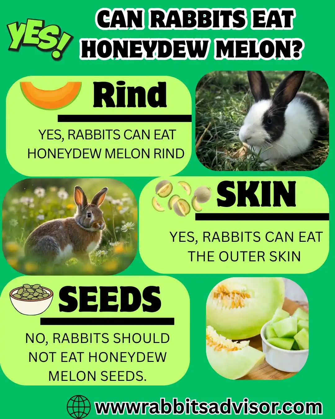 Can Bunny Eat Honeydew Melon