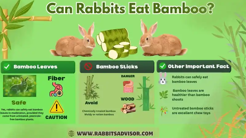 Can Rabbits Eat Bamboo? Leaves, Sticks, Shoots, & Facts Can Rabbits Eat Bamboo? Leaves, Sticks, Shoots, & Facts