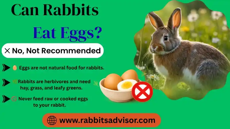 Can Rabbits Eat Eggs? Shell, Boiled, Raw, & Scrambled