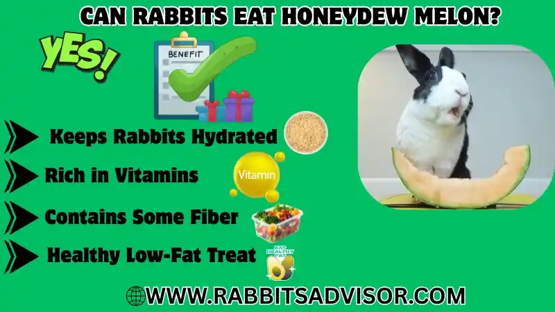 Can Rabbits Eat Honeydew Melon? Rind, Skin, Seeds, & Leaves
