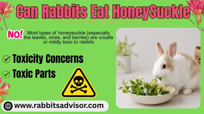 Can Rabbits Eat Honeysuckle? Leaves, Flowers, Plants, & Seeds