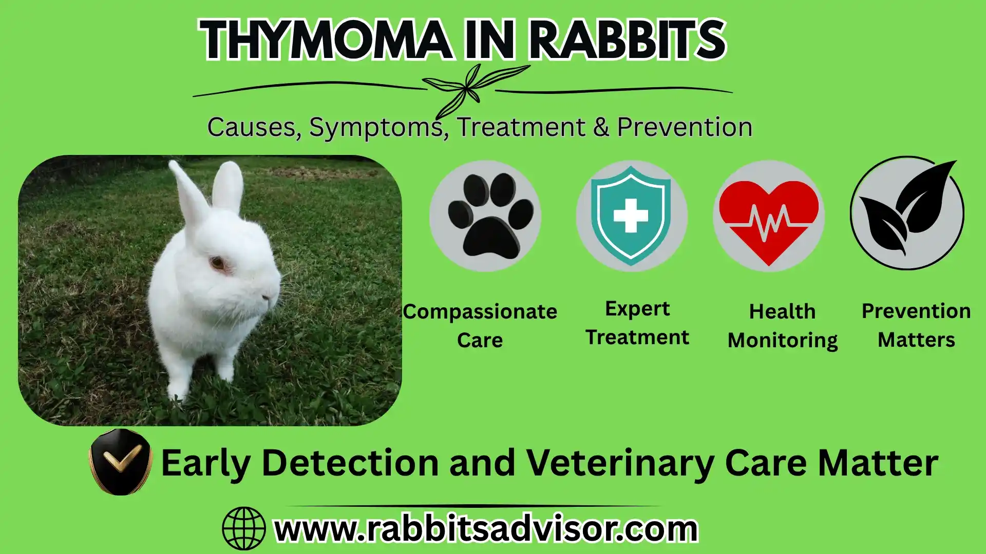 Thymoma in Rabbits: Causes, Symptoms, Diagnosis, Treatment, & Prevention Thymoma in Rabbits: Causes, Symptoms, Diagnosis, Treatment, & Prevention