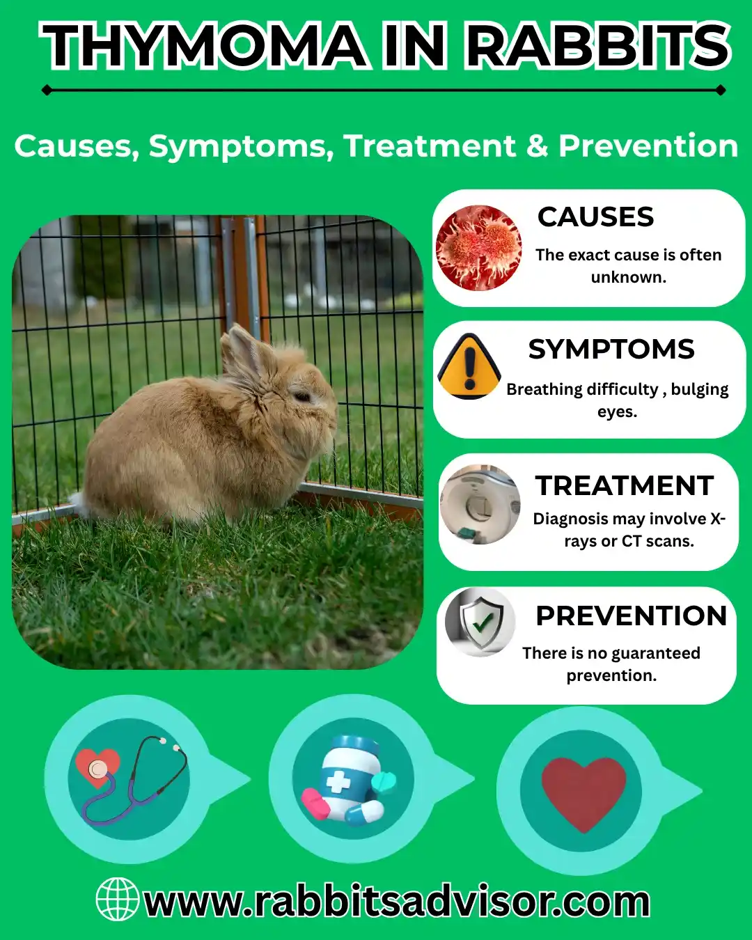 What Is Thymoma in Rabbits