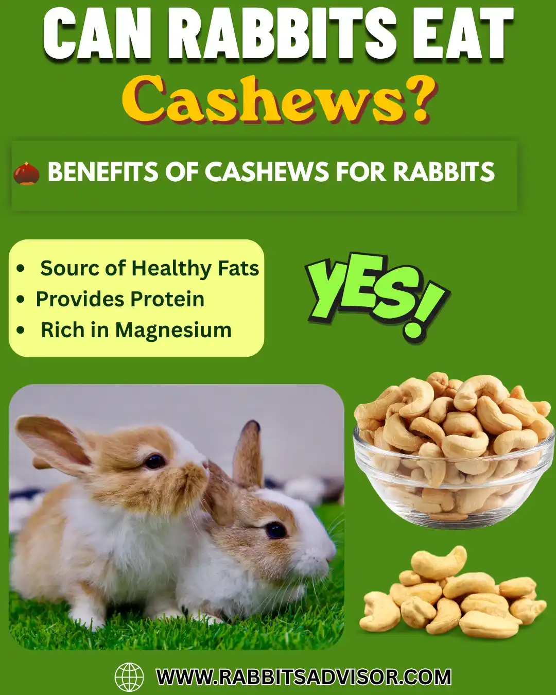 Can Baby Rabbits Eat Cashews