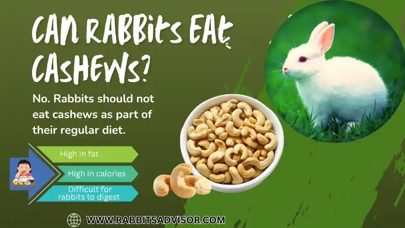 Can Rabbits Eat Cashews? Full Guide for Rabbit Owner
