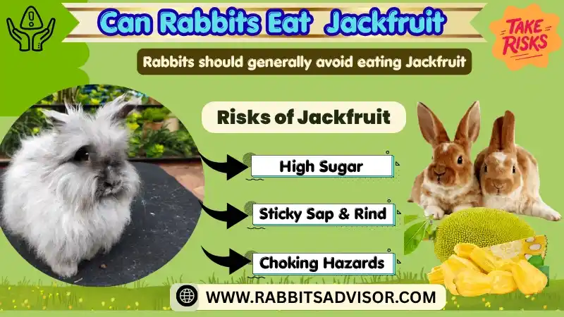 Can Rabbits Eat Jackfruit? Seeds, Leaves, and Juice Can Rabbits Eat Jackfruit? Seeds, Leaves, and Juice