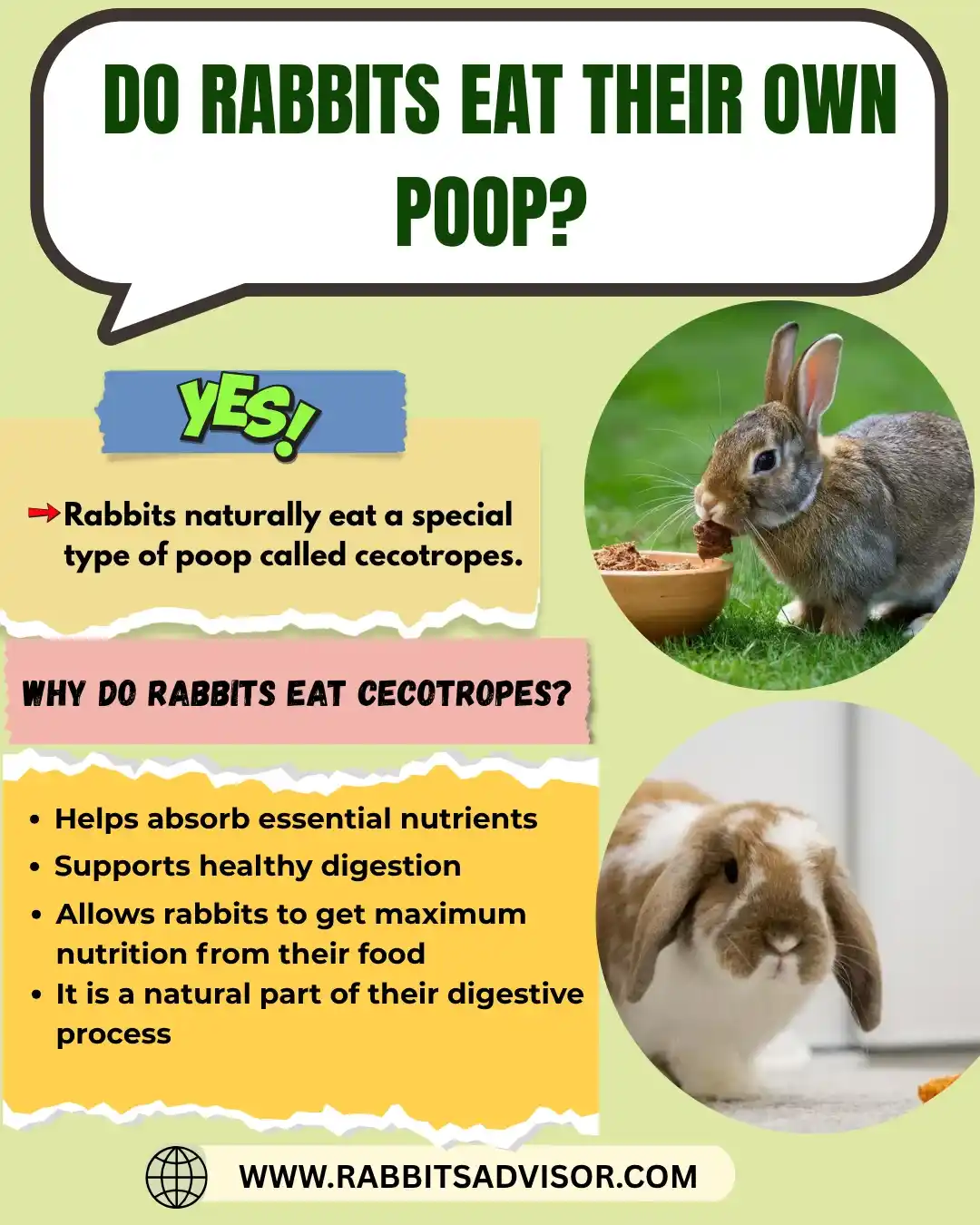Can Rabbits Eat their Own Poop