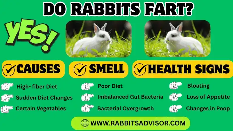 Do Rabbits Fart? Causes, Smell, and Health Signs