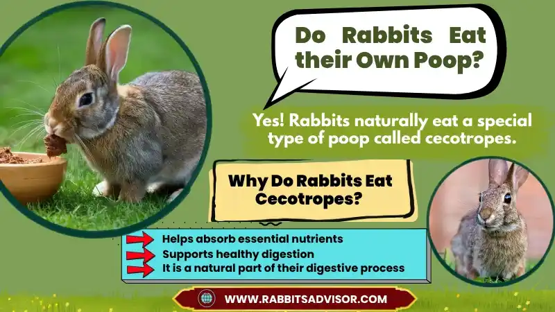 Do Rabbits Eat their Own Poop? Understanding Cecotropes