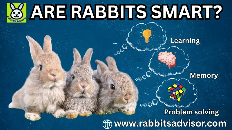 Are Rabbits Smart? Understanding Rabbit Intelligence & Behaviour Are Rabbits Smart? Understanding Rabbit Intelligence & Behaviour