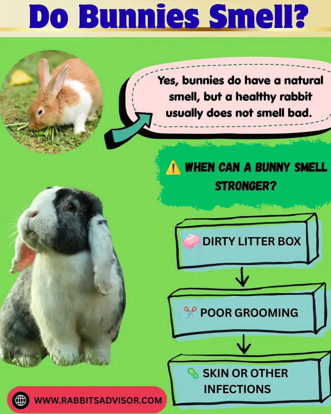Can Rabbit Smell