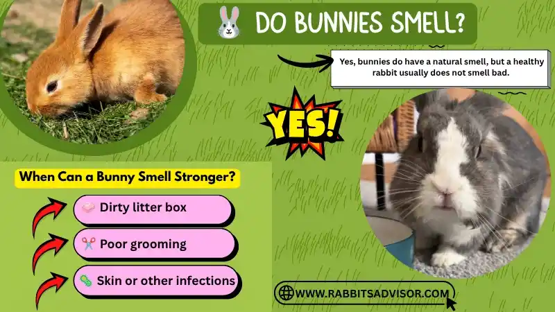 Do Bunnies Smell? A Complete Guide to Rabbit Odors